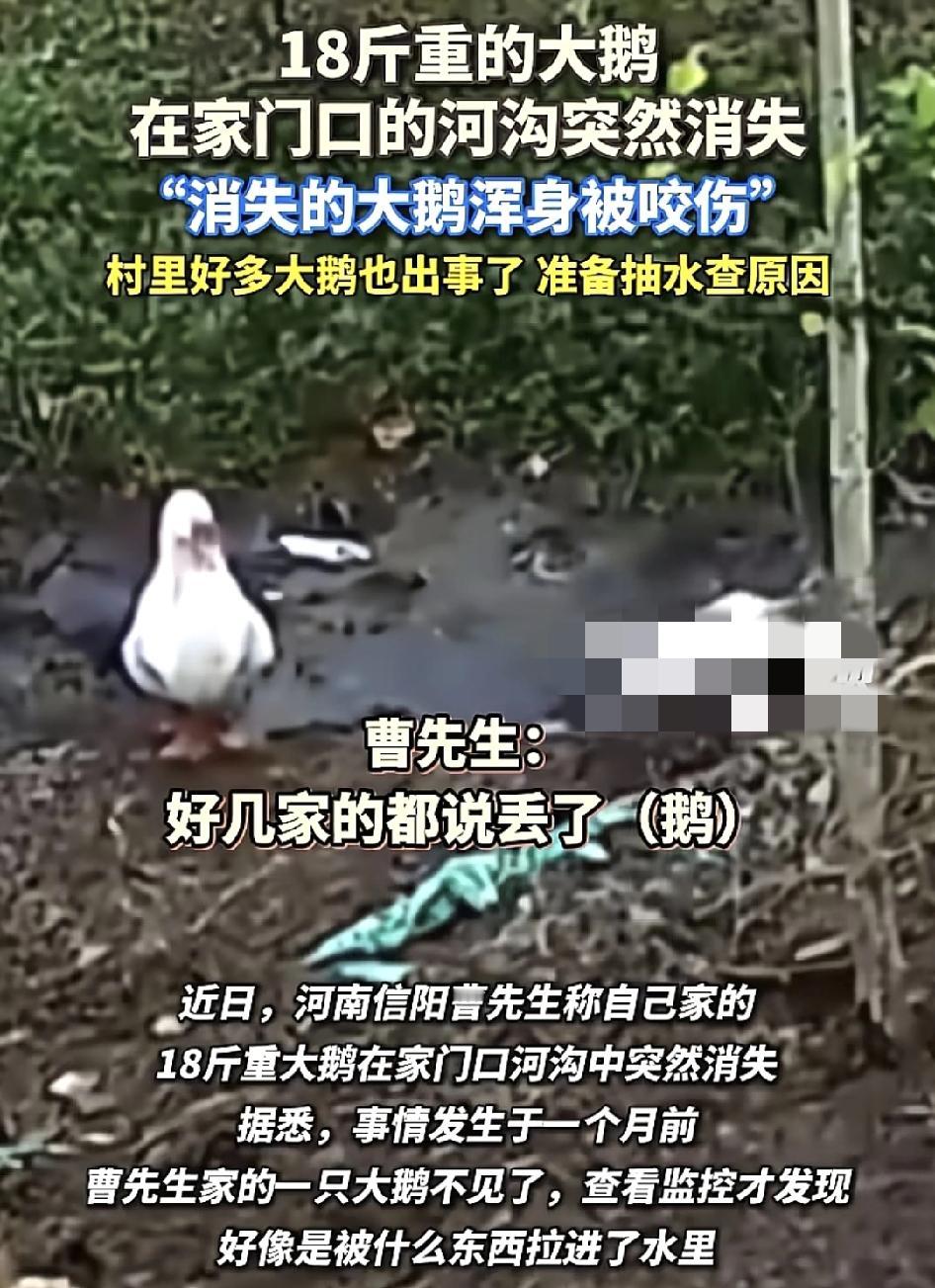 河南信阳有网友称自家一只18斤的大鹅无缘无故走失了，查看监控。发现大鹅好像是被东