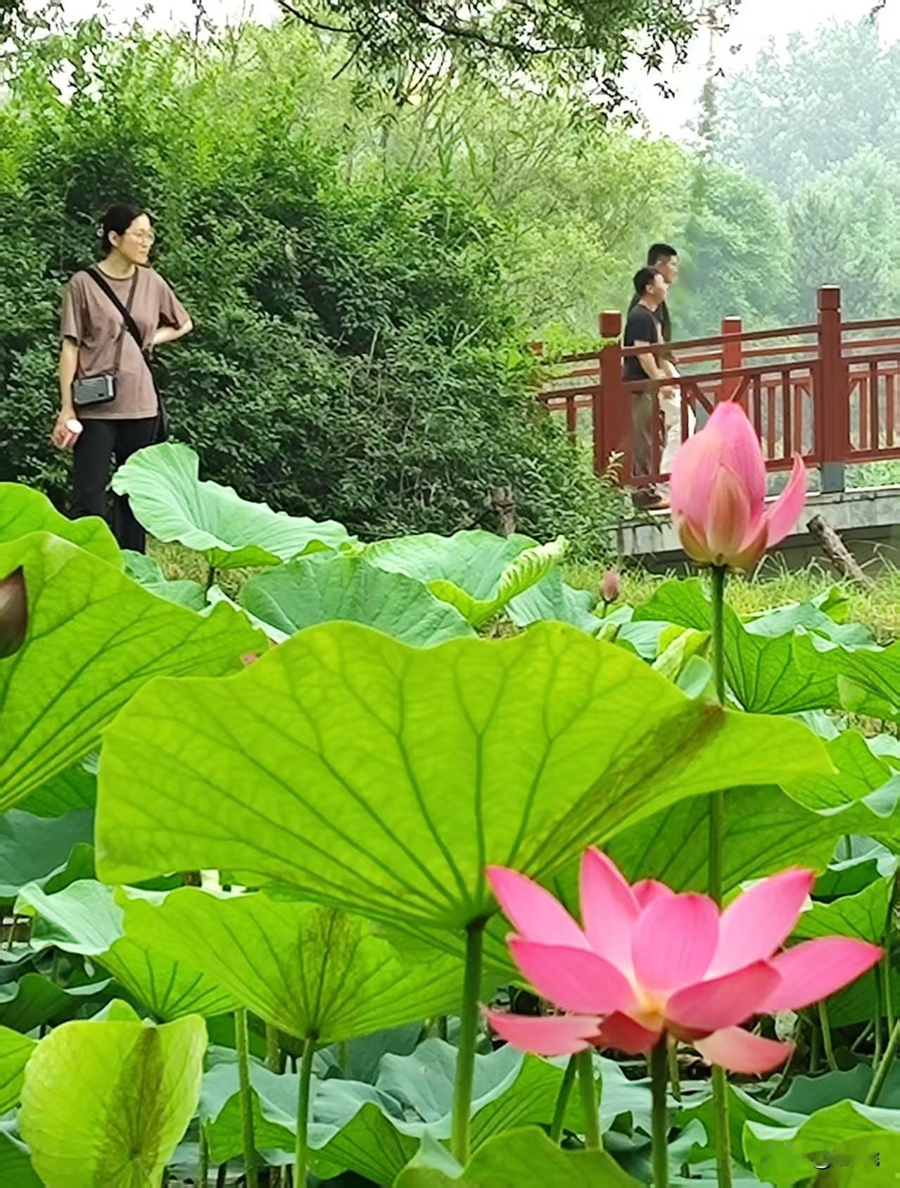 端午节去公园赏荷啦！
刚进公园，我便径直朝着荷花池走去。一大片荷花瞬间映入眼帘，