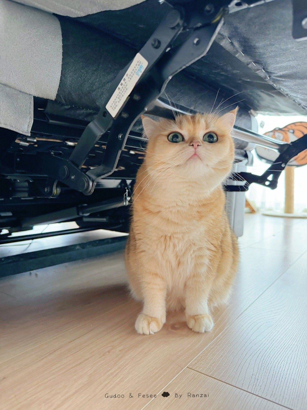 早上起来到处找不到猫，冲咖啡立马从沙发底下钻出来惹#菇冬怎么肥四[超话]##铲屎