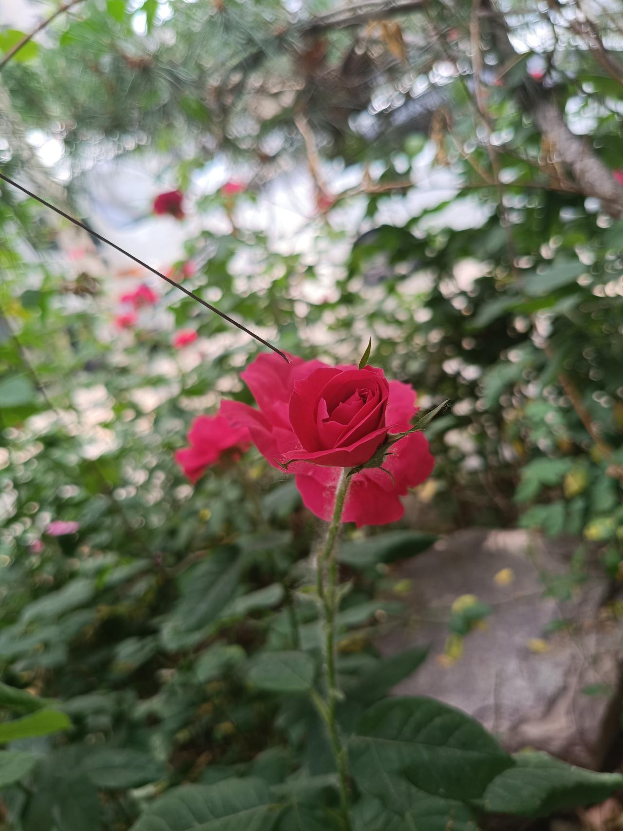 天气清和树荫浓，冥蒙薄雨湿帘栊。

蔫红半落生香在，向晚玫瑰架上风。