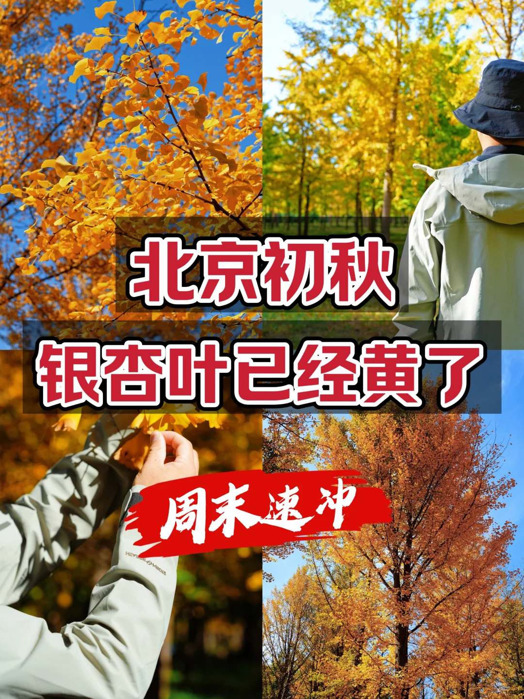北京初秋：银杏叶黄了，周末徒步好去处！