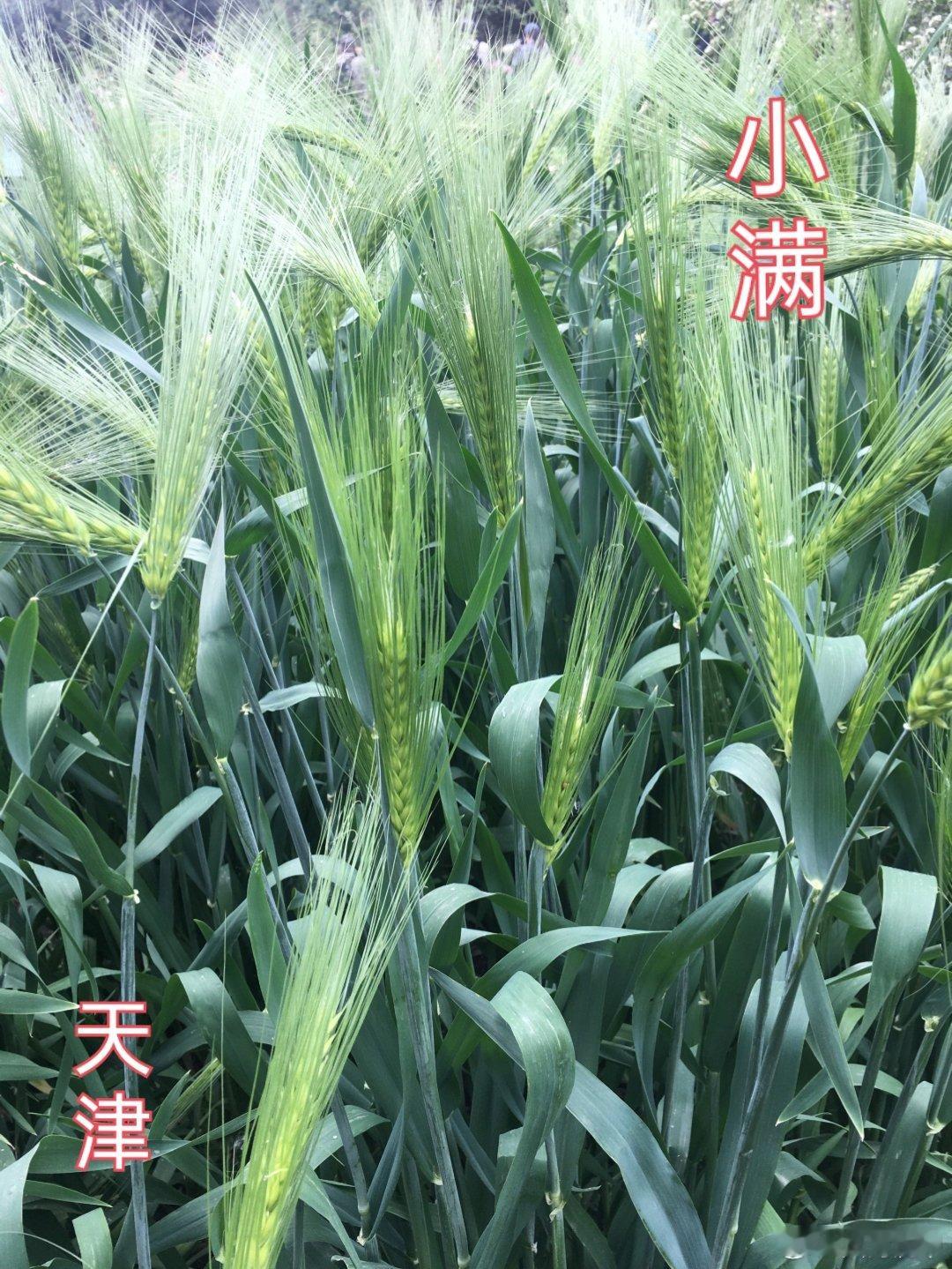 小满小满小满，江河渐满，小得盈满,小满即安。 ​​​