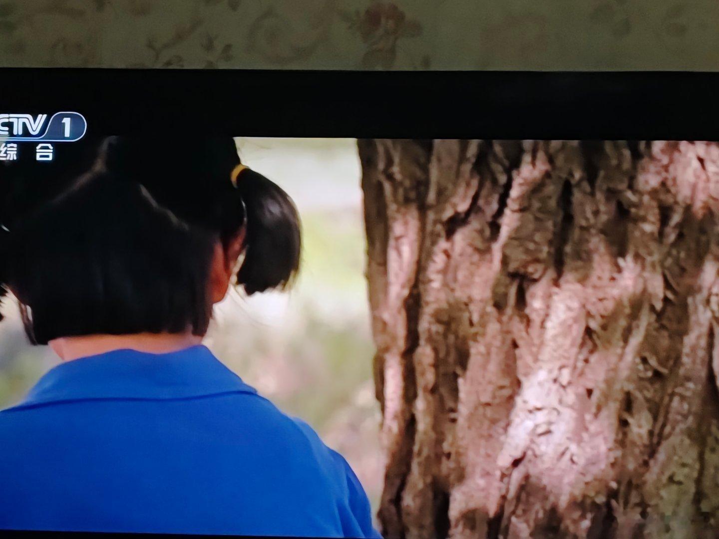 不止我爱找蚂蚁，最近《主角》里，导演也给蚂蚁安排了几秒钟特写镜头，映射小忆秦娥当