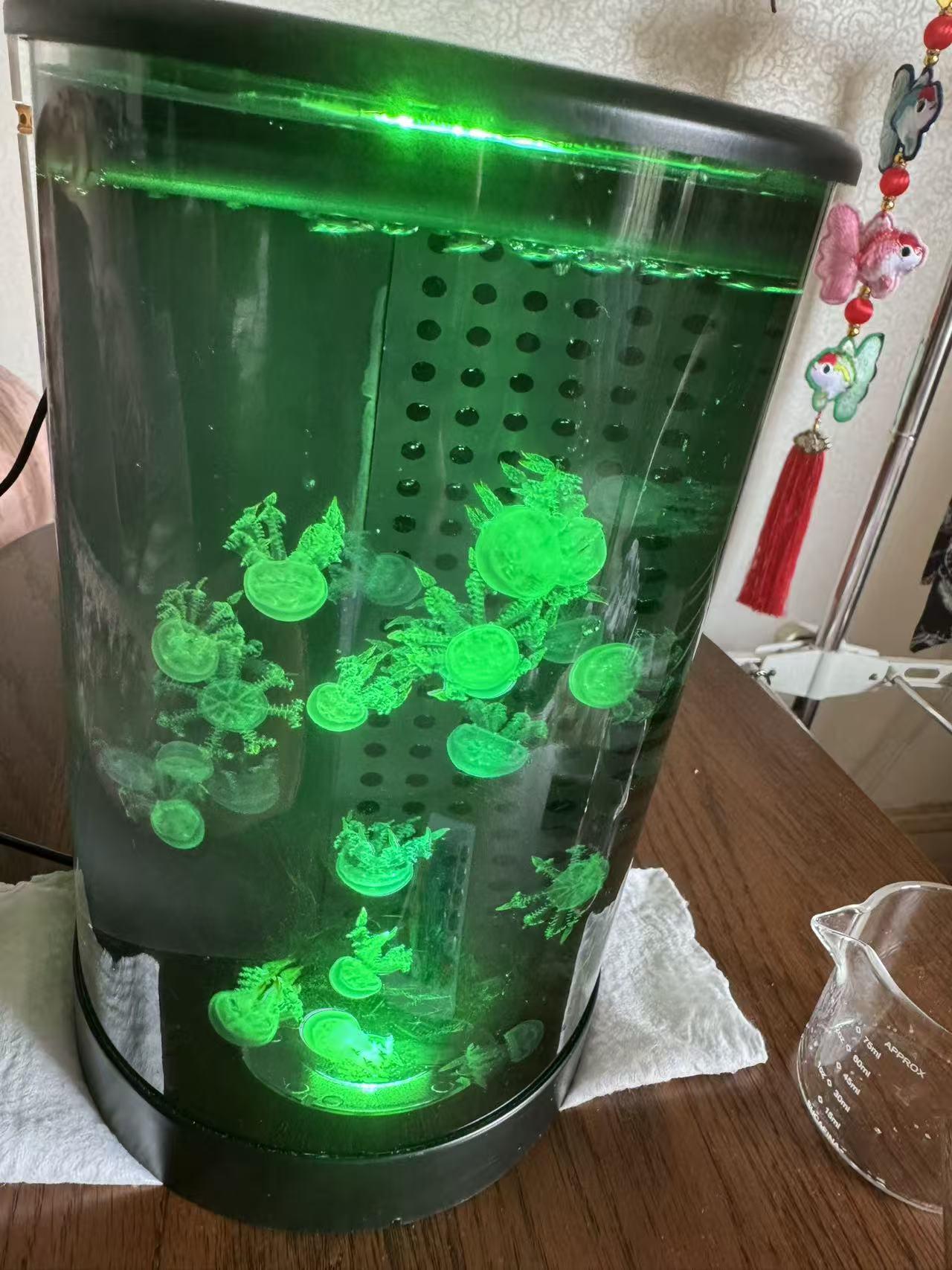 小孩在网上买的寄居蟹。
买了三只，两天噶了两只，孩子一只悔恨没有养好。
我家的小