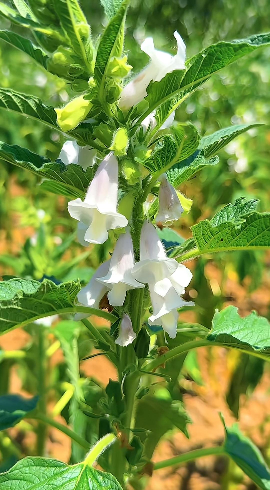 这片花长得真旺盛，像一片小花园。谁知道这是什么植物，开白色的小花。[作揖][玫瑰
