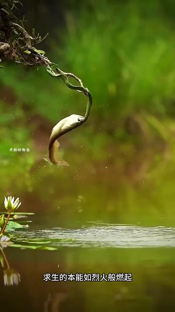 银龙鱼咬住竹叶青。
银龙鱼猛的高高跳起，一口就咬住竹叶青的脑袋，吓得竹叶青用身体