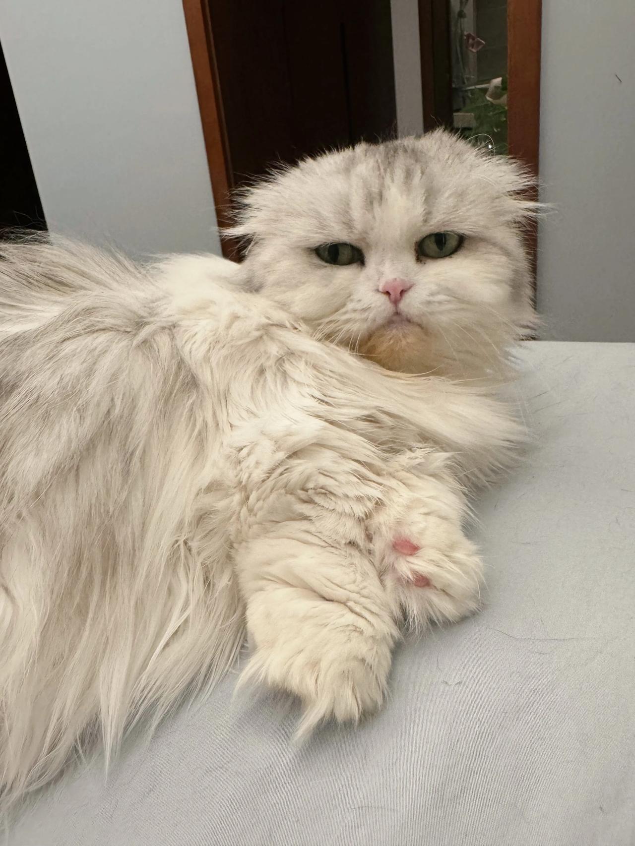 小毛又扁嘴，肯定是饿了！
#猫咪# #萌宠#