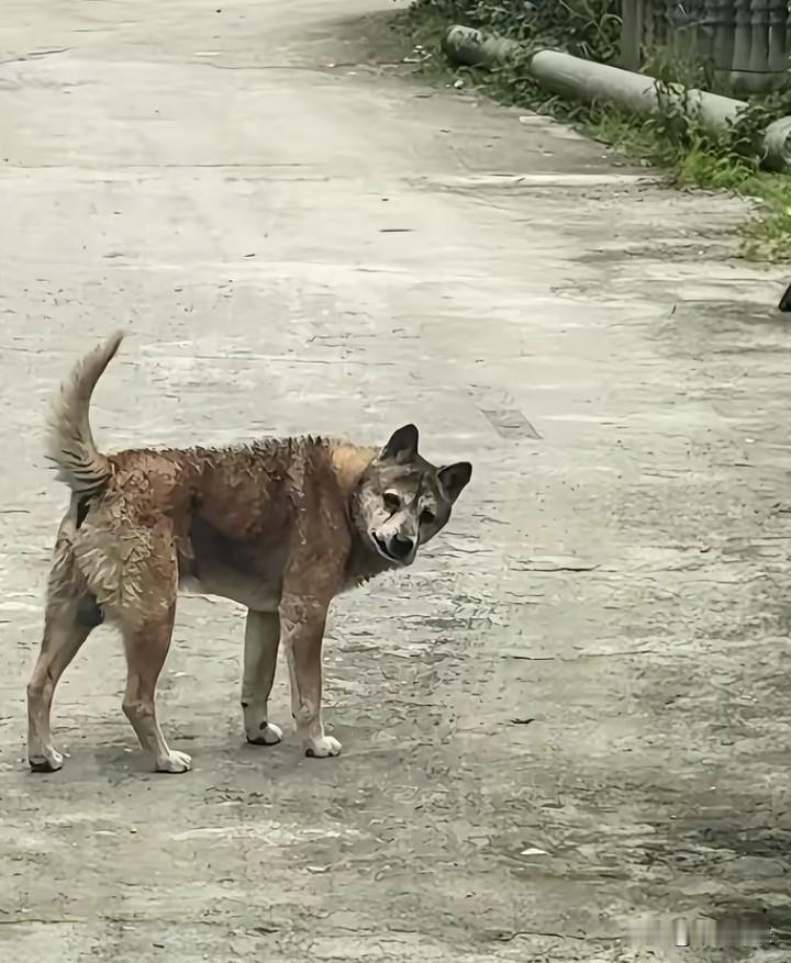 老狗弥留之际，不少都会拖着蹒跚的步子想要往外走，主人连声呼唤挽留。可它一步一回头