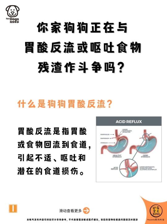 与胃酸反流或呕吐食物残渣作斗争的狗狗？