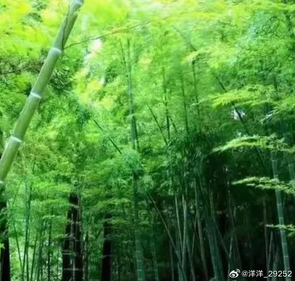 洋洋高锐’翠竹林、吗◎谁写的……醉后不知天在水……满船清梦压星河◎清梦……吗好一