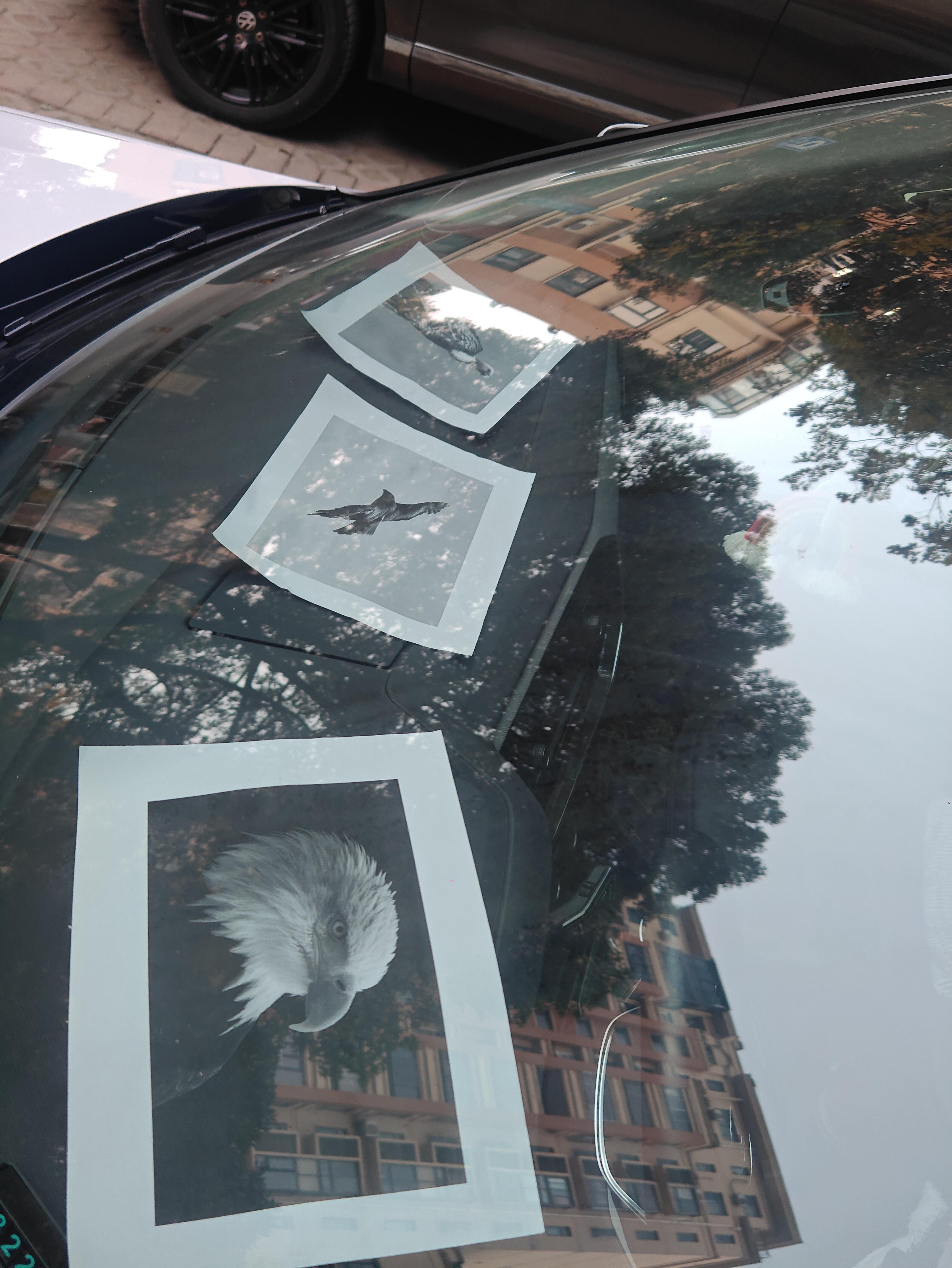 车停树下减少鸟儿拉屎办法 