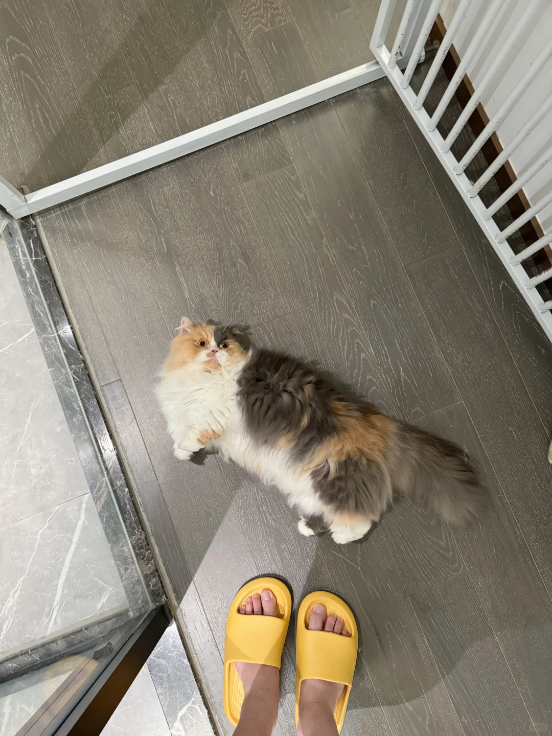 帮我看看这个身材条件可以当童模吗