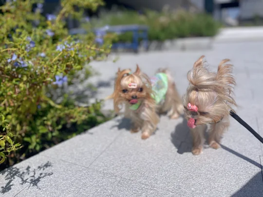 外出155｜又到早上可以舒服遛狗的温度了