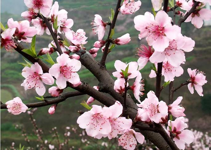 《清平乐·情长》
 桃花含笑，风动春枝俏。携手同行花间道，心醉时光真好。
 与君