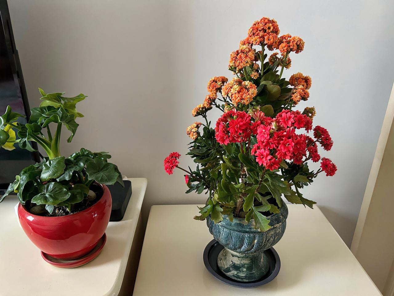 晒晒长寿花这是我去年9月底扦插的长寿花，春天来临，开花吉祥，给人带来开心愉悦的好