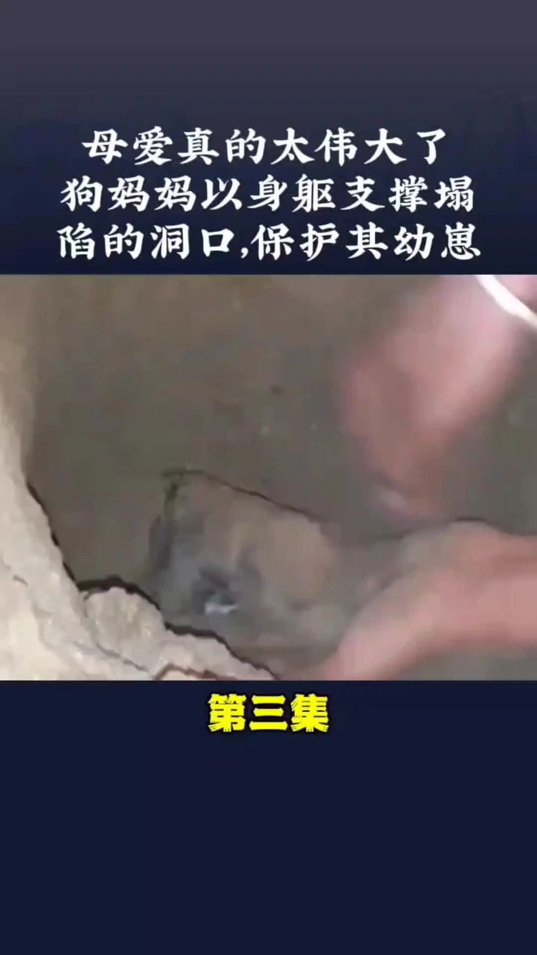 内容启发搜索 动物世界 动物的迷惑行为 万物皆有灵性