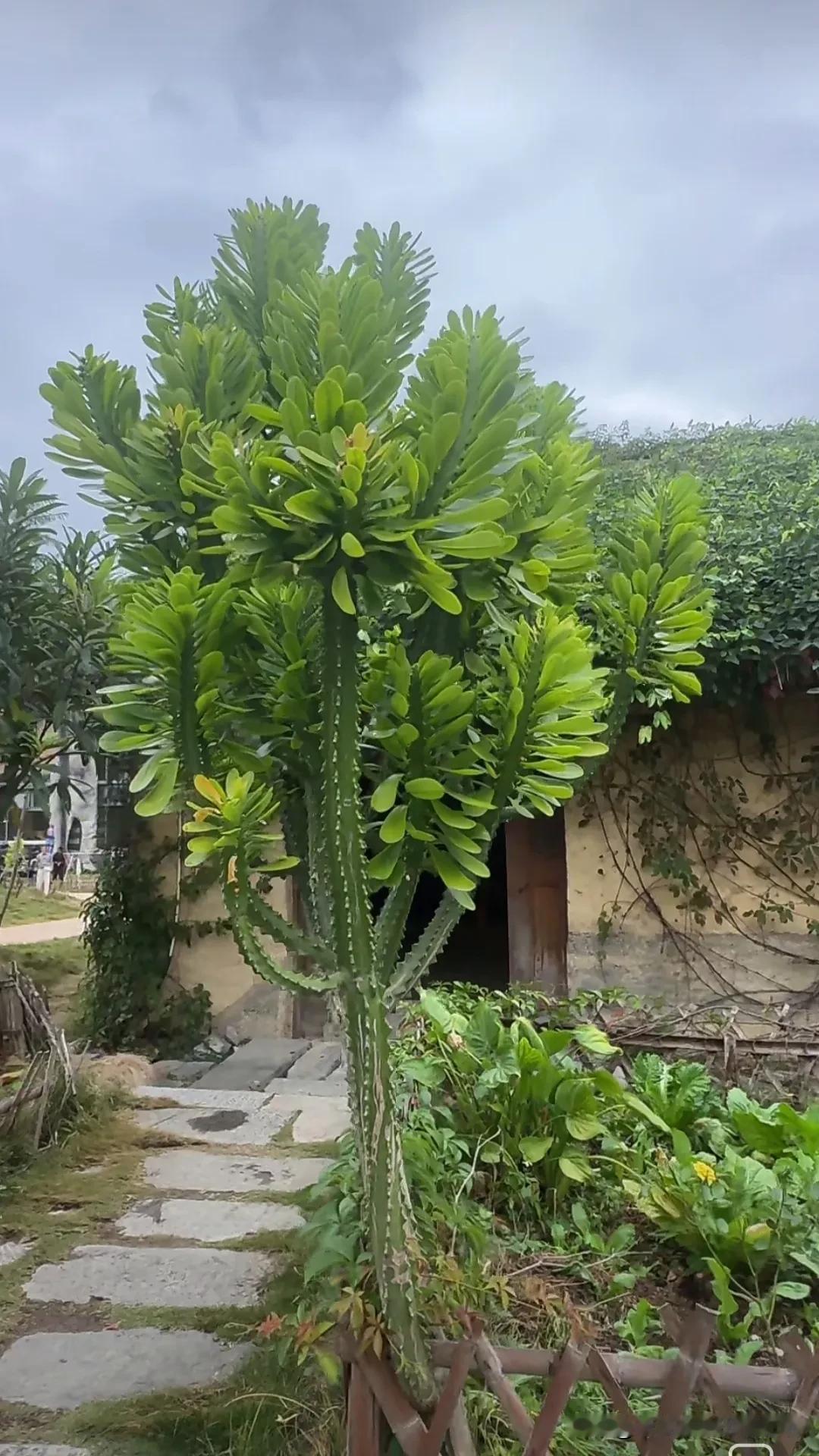 分享一张随手拍的花。乡村植物分享。