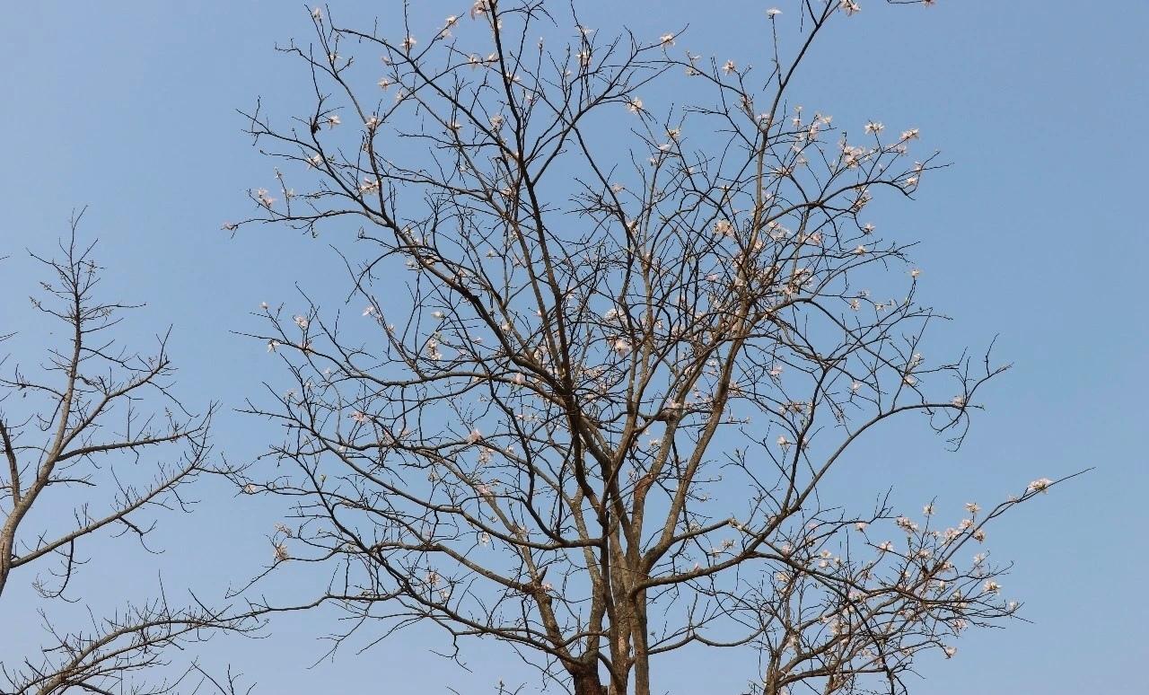 春天不能错过的治愈美景