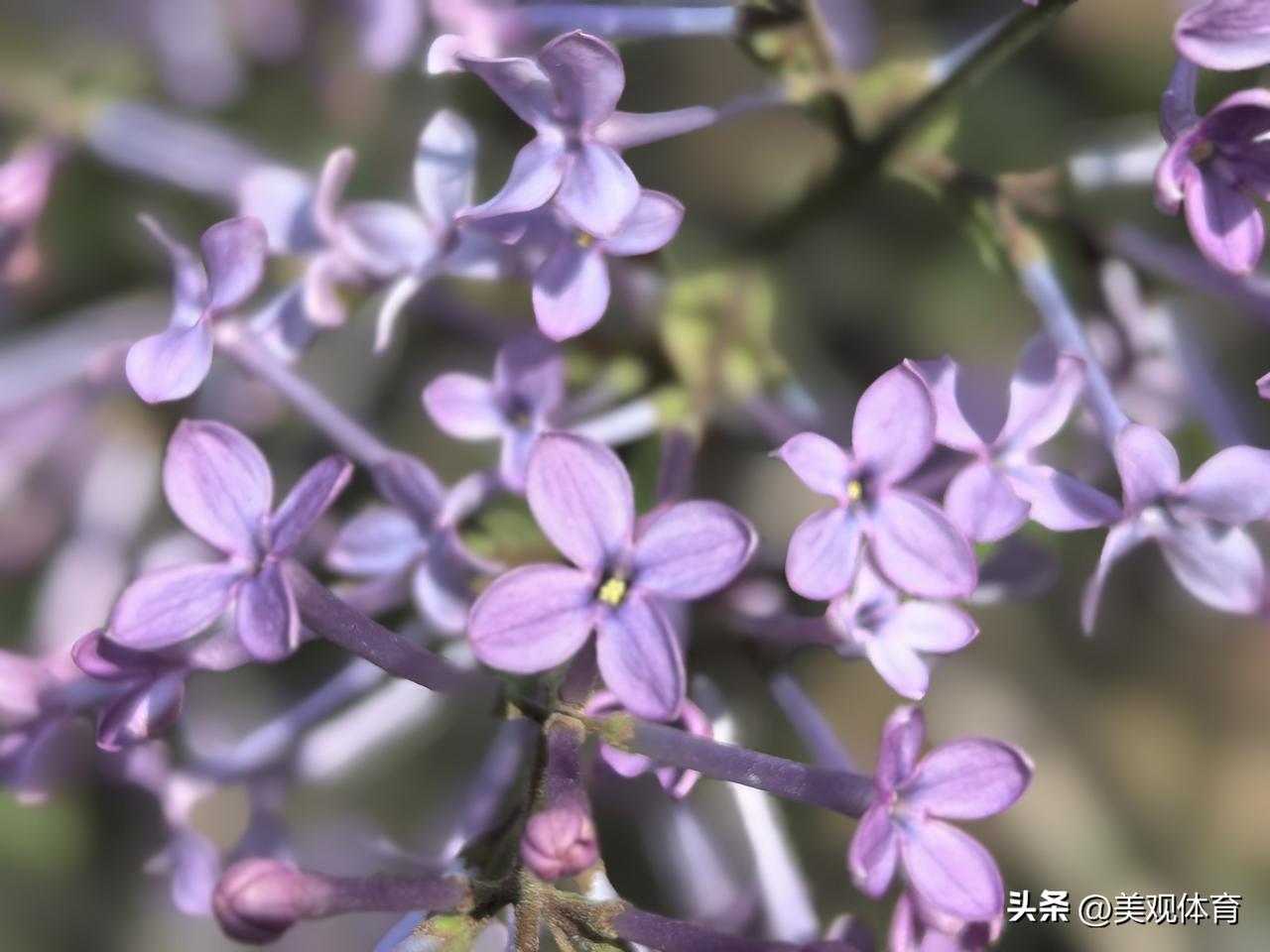 紫丁香，白丁香，紫白丁香。