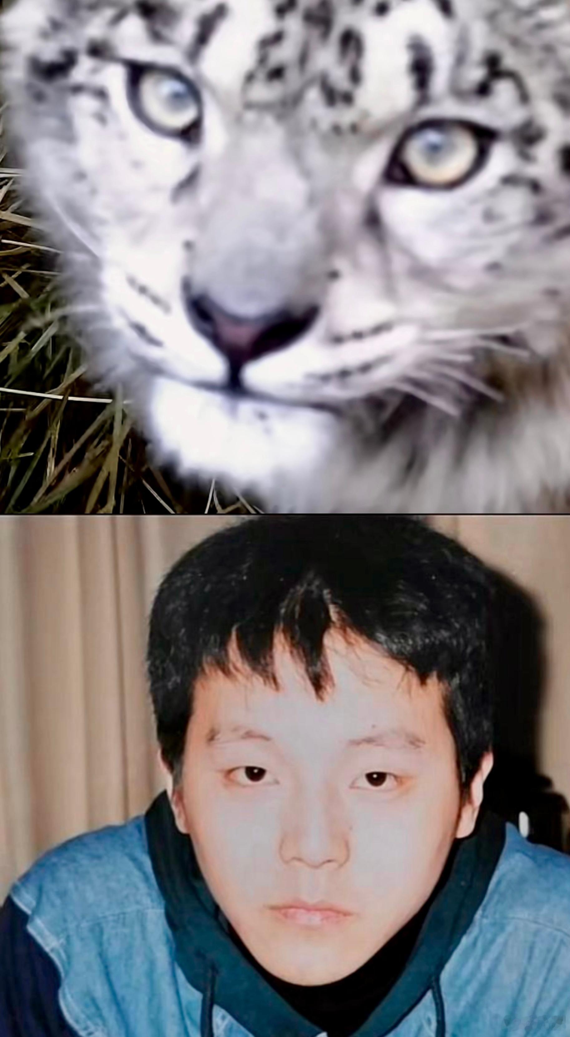 猫科（雪豹）的窦唯，简直了＆祝大家中午好！ 