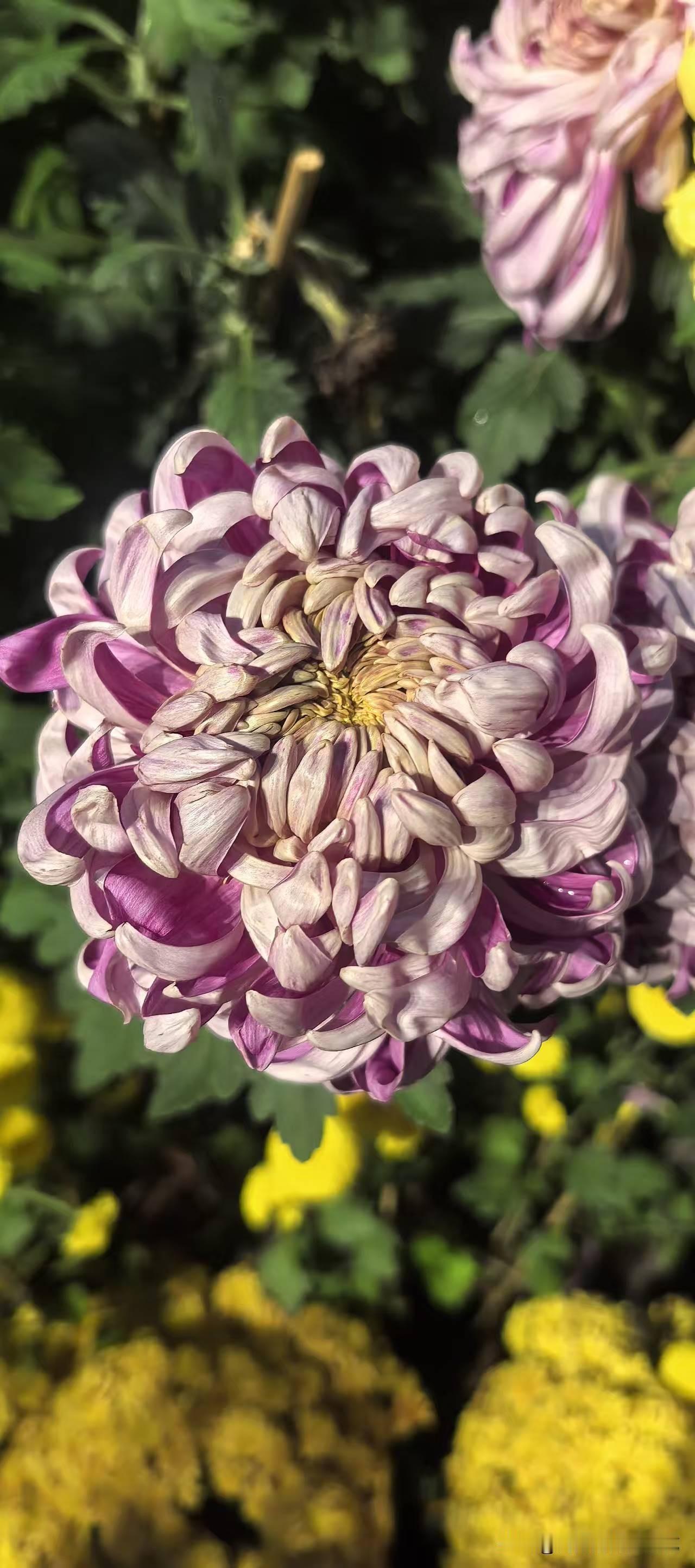 怎么样的夫妻才能越来越好，越走越远？
原配夫妻才是真心诚意，
哪怕平日里争吵不休