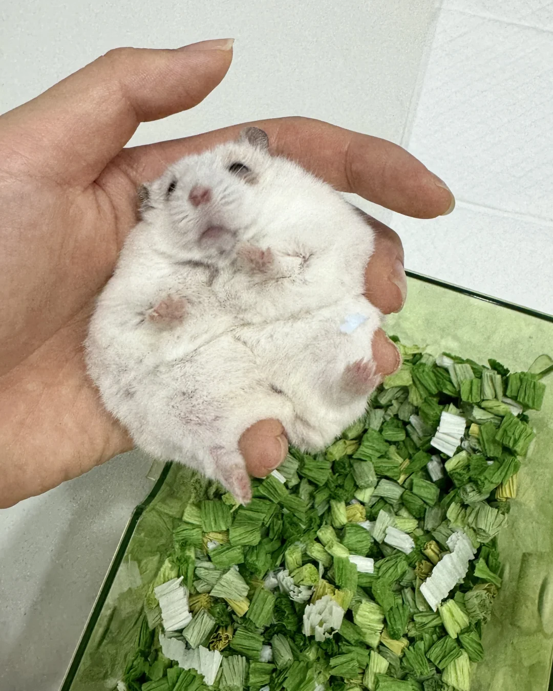 林黛玉鼠