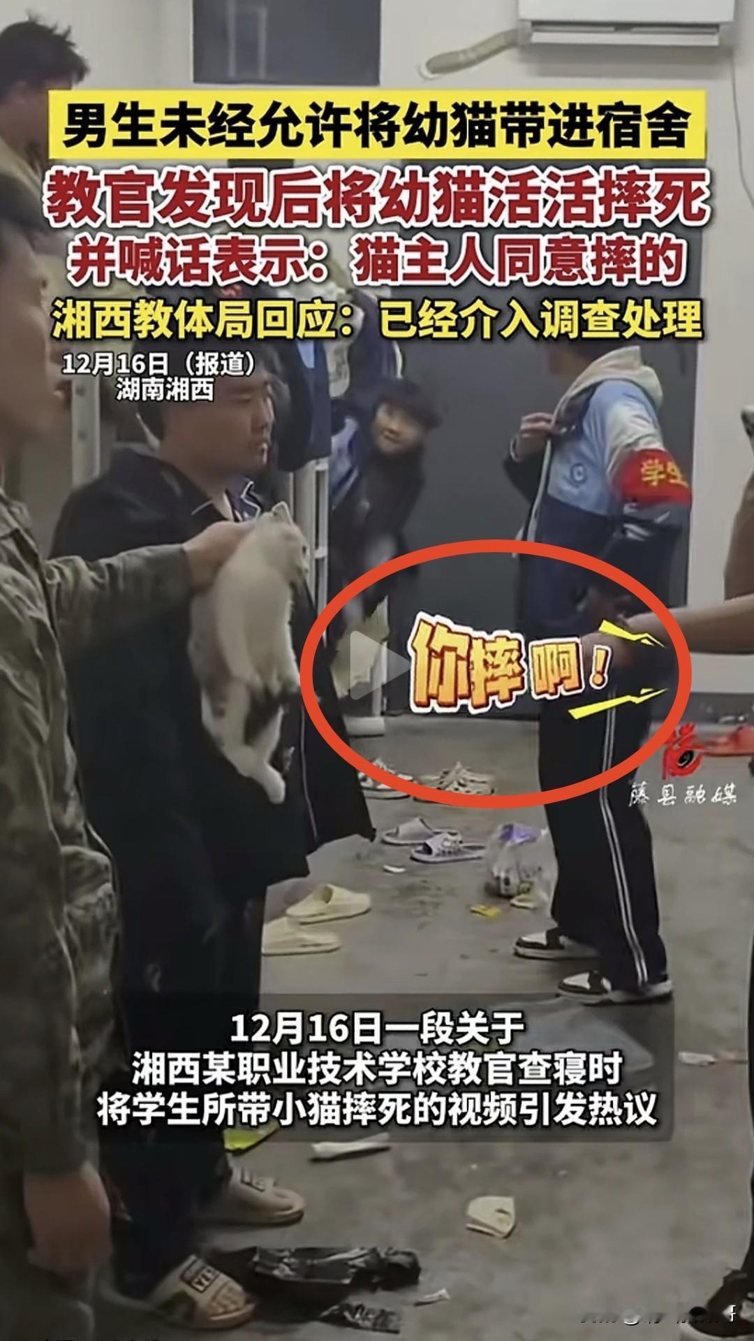 对于湘西职校教官摔猫事件，与其说是教官将其摔死的，不如说是这个学生自己葬送了小猫