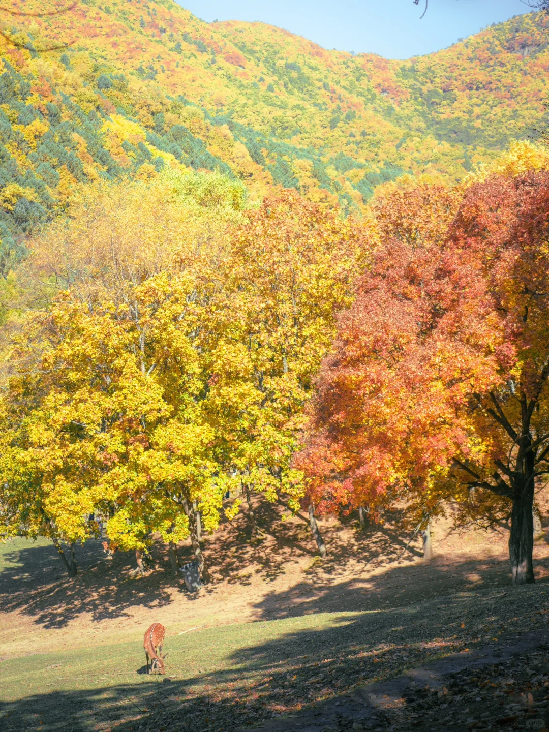 “晨间森林，油画里的风景”