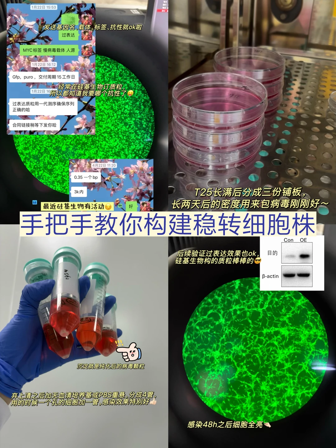 手把手教你构好稳转细胞株❗（超详细教程）