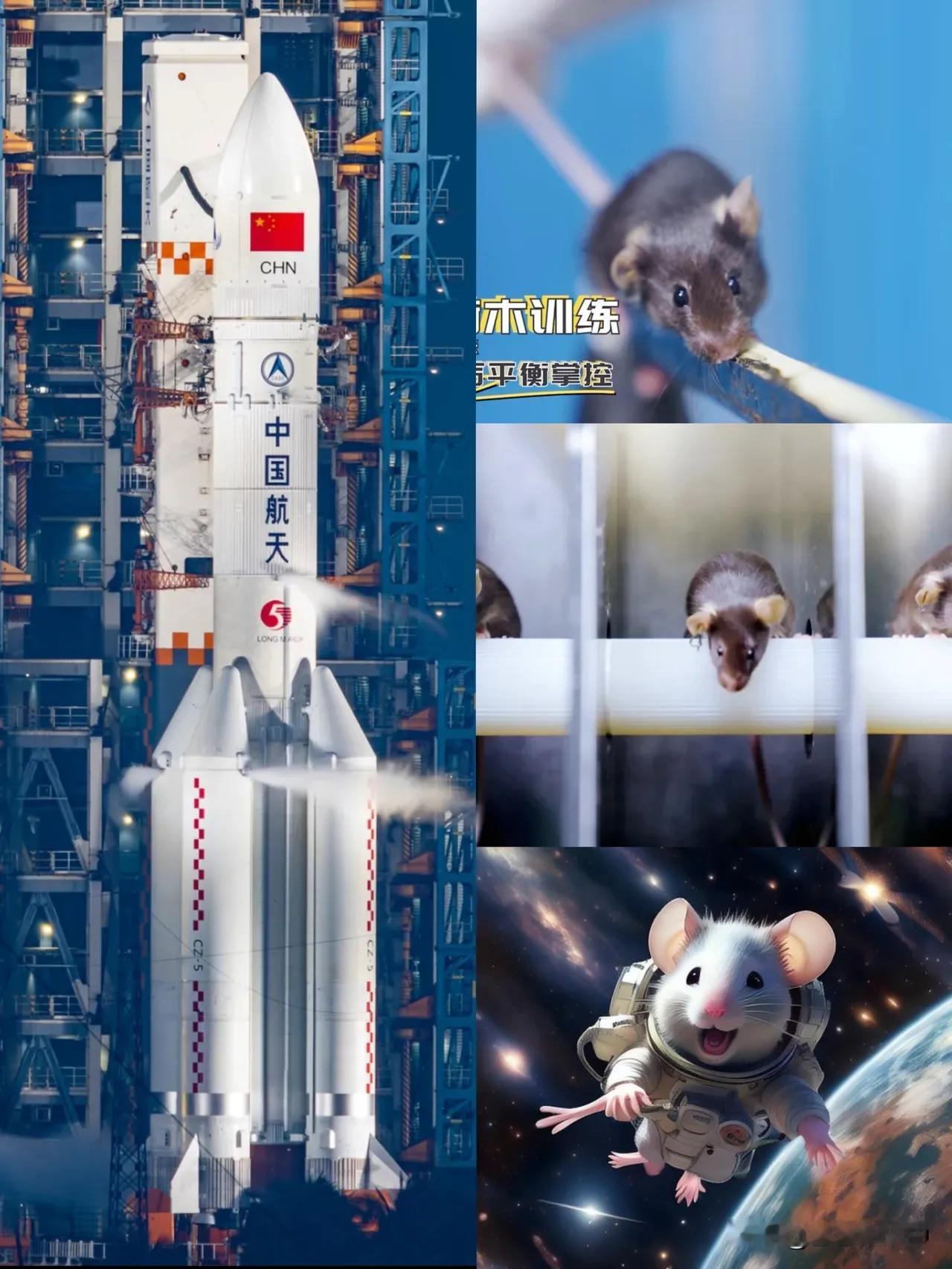 四只老鼠，成了焦点
三名航天员与四只“航天鼠”将一起飞往太空，这四只小老鼠是经过