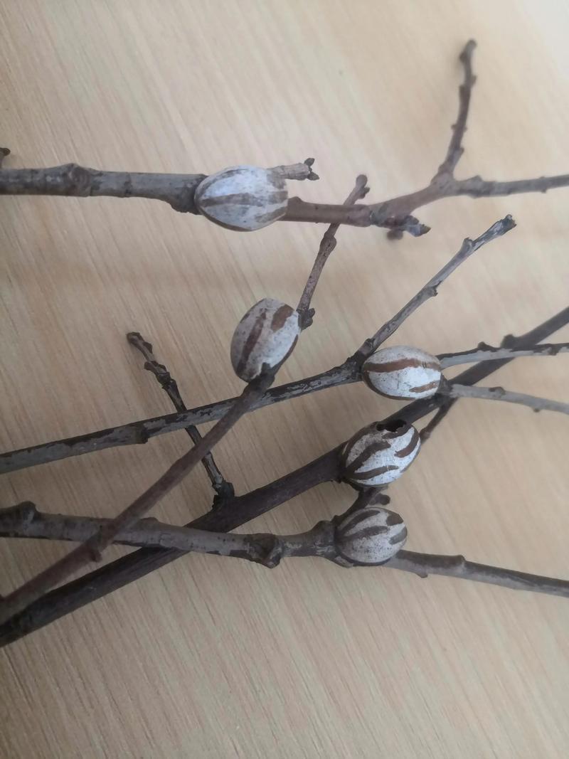 去年冬天，到了天气最冷的时候，出于好奇，我将院子里海棠树上的两个小树杈用钳子剪了