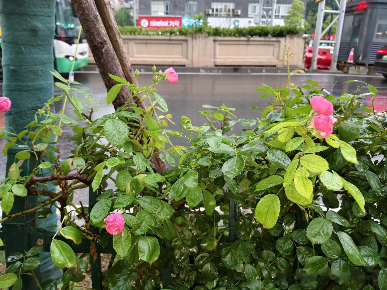 分享夏日美丽绽放的月季花