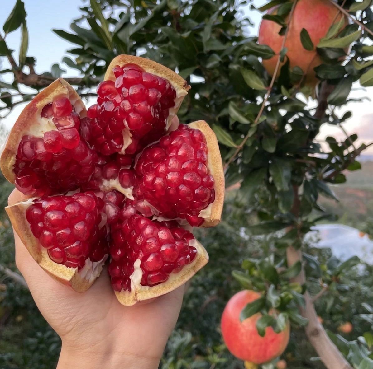 带虞书欣 🧱🌸这条抽2️⃣0️⃣个小石榴吃五斤小石榴[手指比心]做鱼丝精彩不