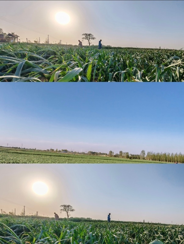 河南蒜薹多到看晚会都送来河南看晚会不白来都不白来别人看晚会应援送花送灯牌，河南人