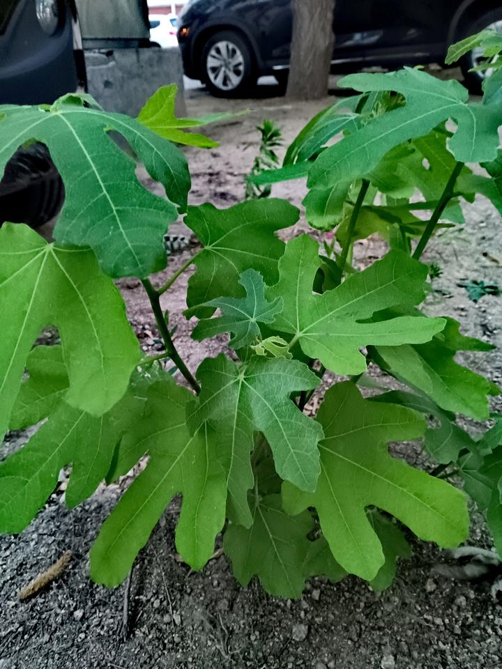 路边一株无花果幼苗舒展翠裂叶片，绿意蓬勃，在街边尘土间静静生长，满是鲜活生机。