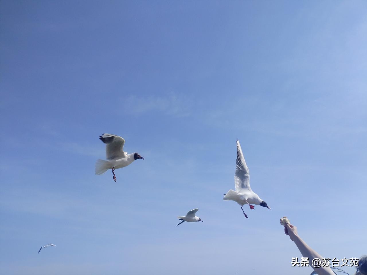 浩荡的蓝，深邃的蓝，盛大的蓝……
我形容的颜色单调，我能动用的词语不多

人世珍