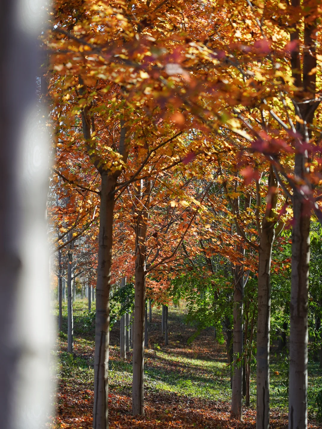北京蕞红枫叶林🍁99%的人都不知道‼️