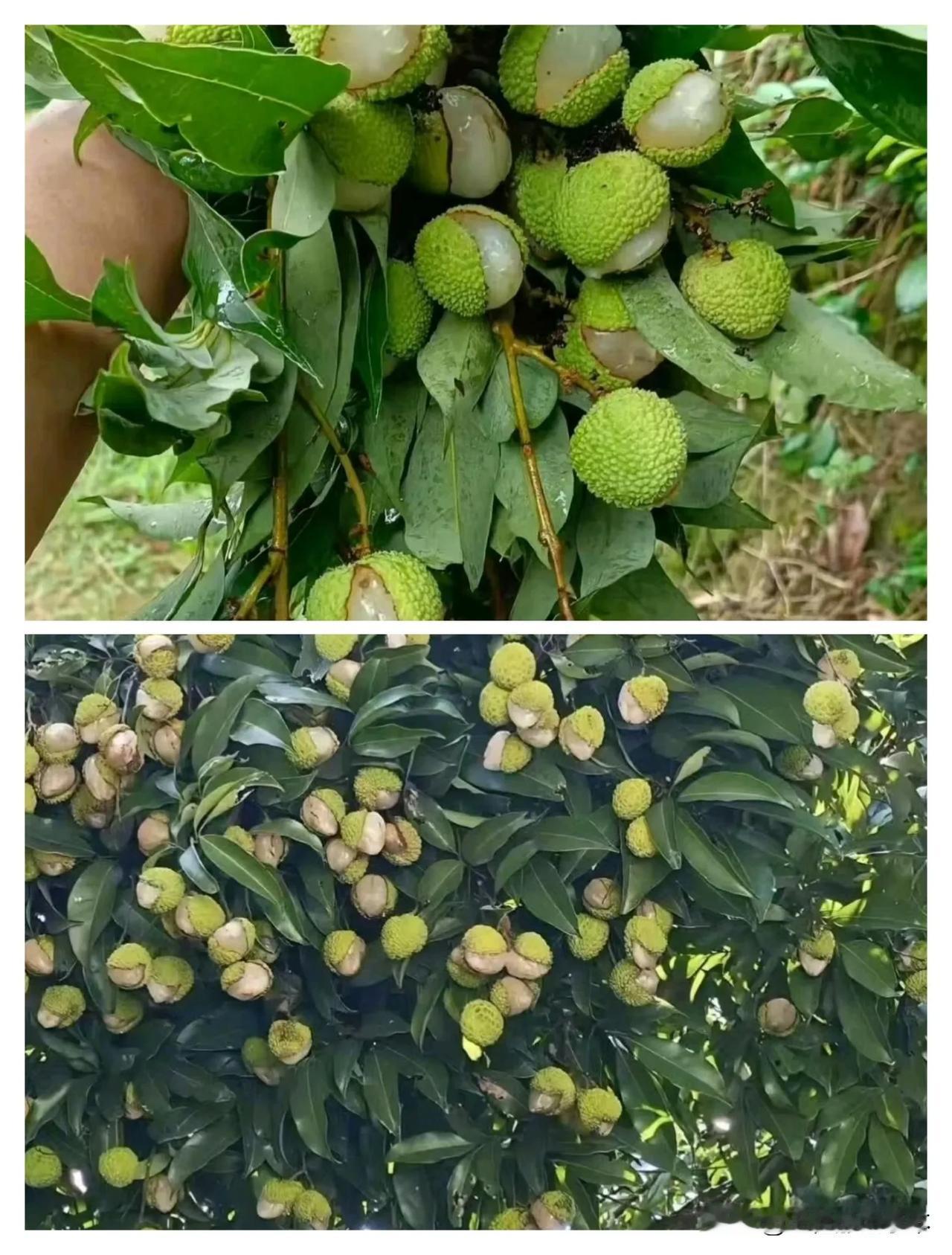 这是妃子笑，笑的合不拢嘴！
水果出现这种情况网友说催熟剂用多了，还有人说雨水多也
