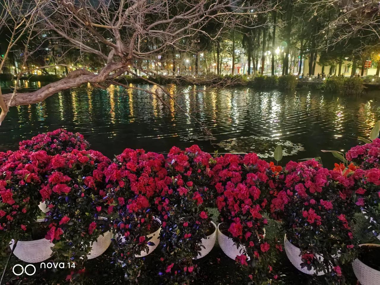 治愈系风景分享春节来昆明翠湖赏花吧