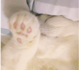 这只奶猫爪，好运被招来！ 