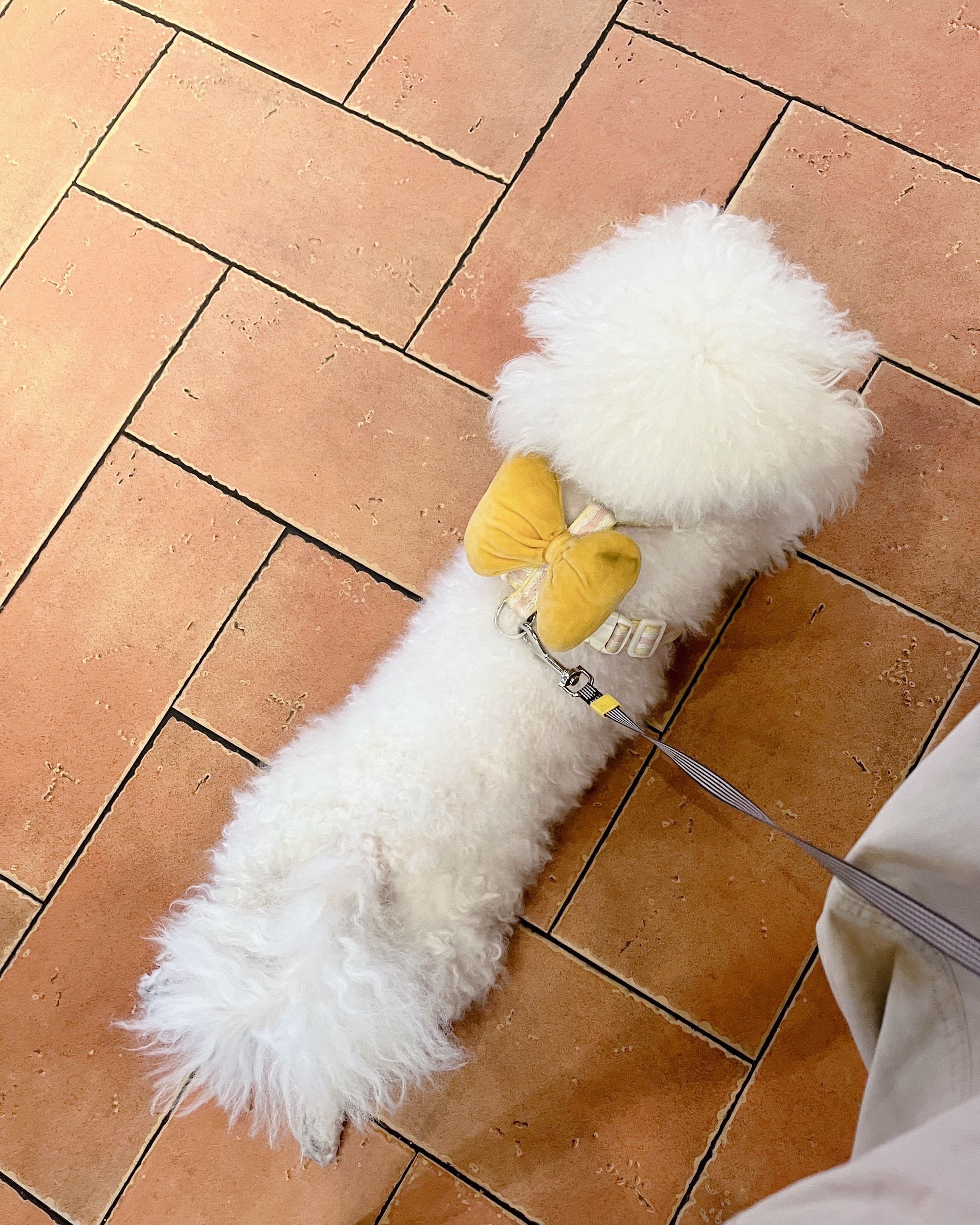 早安呀大家周末愉快遛个狗🐶买个早餐，一身汗😓 