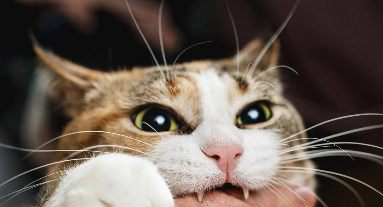 5月28日齐鲁晚报报道，北京，一只平时撒娇卖萌的虎斑猫，竟因主人带回家一只它闻过