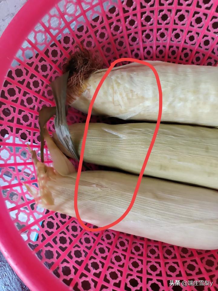 昨天傍晚时分，街坊送来十来个玉米，说是玉米贩子挑剩下的，虽然不太好看但是还是能吃