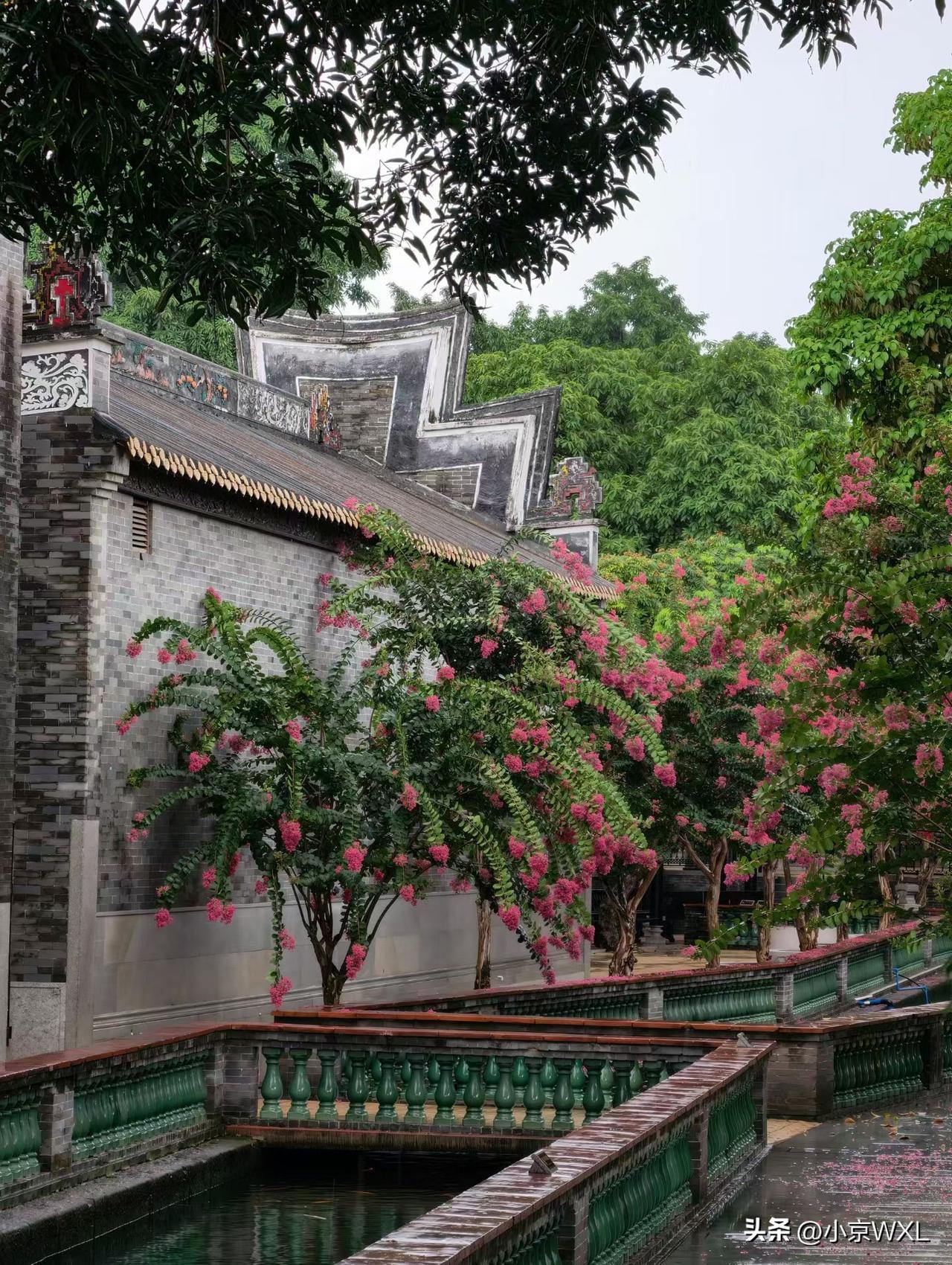宝墨园的荔枝熟了！
广州宝墨园：娇艳荷花“抢鲜”看
宝墨园的荷花静悄悄地绽放了，