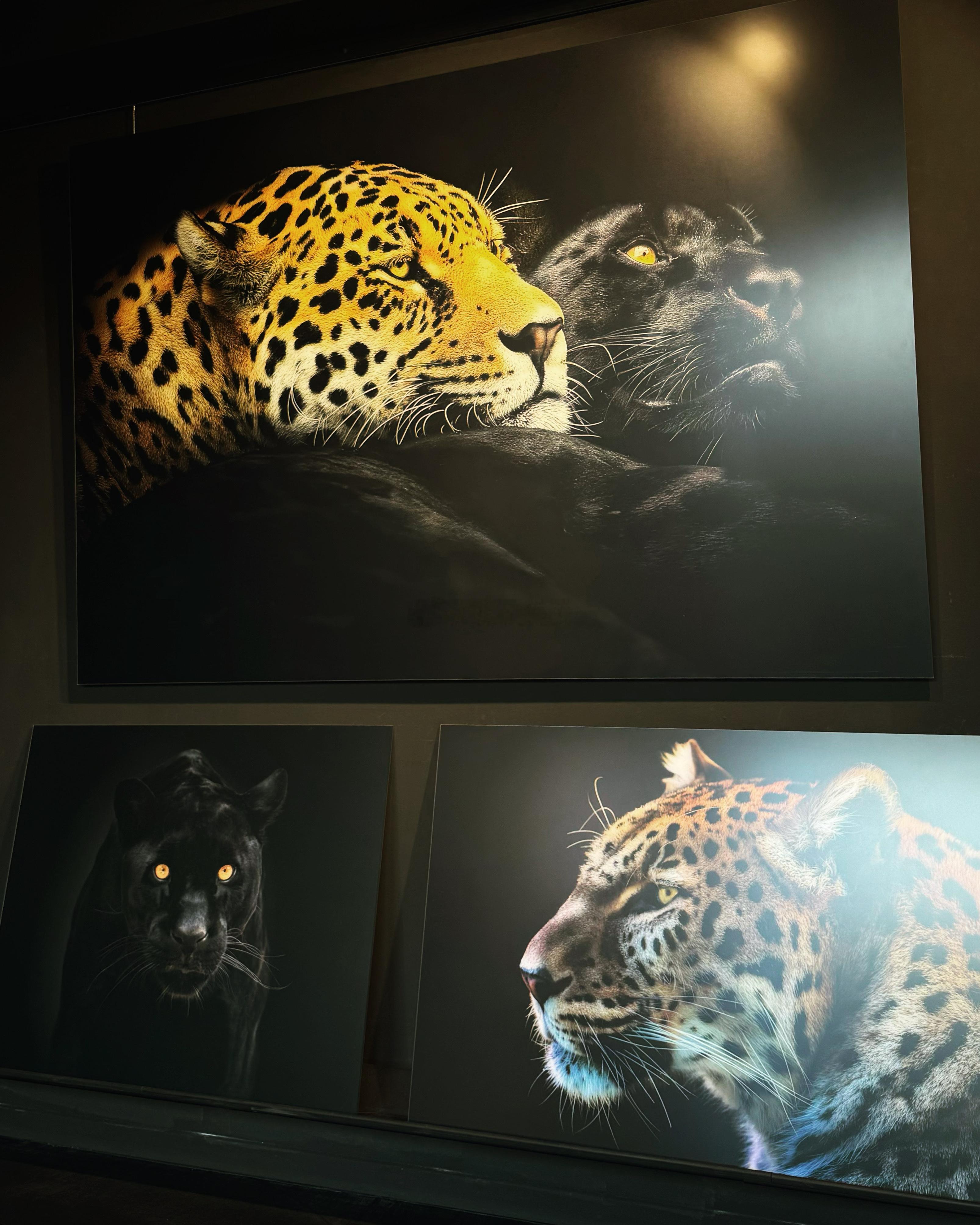 这三幅组合在一起 挪不开眼了！🫣 ​​​