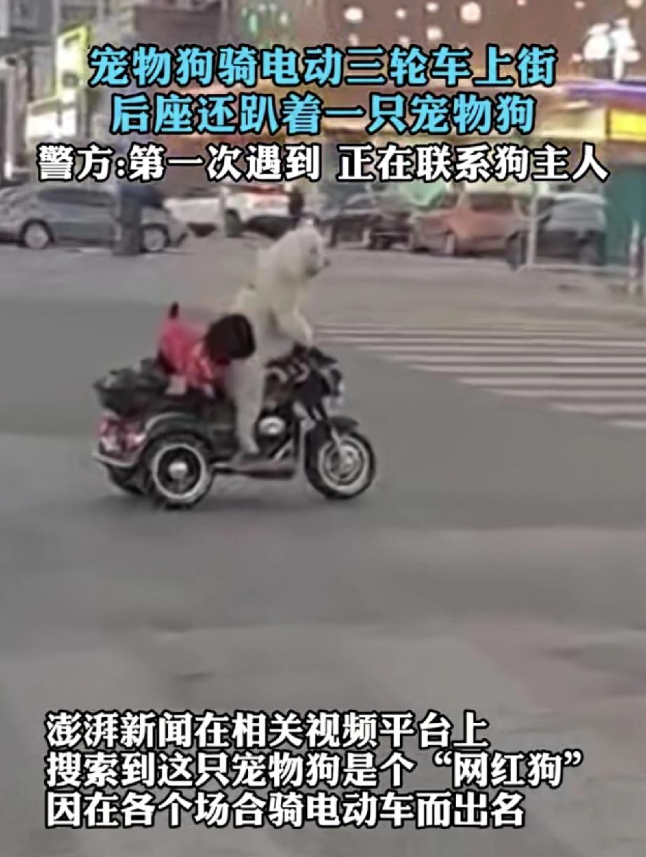 家人们快来看新鲜事！江苏淮安街头实拍名场面，一只宠物狗竟然骑着电动三轮车，后座还