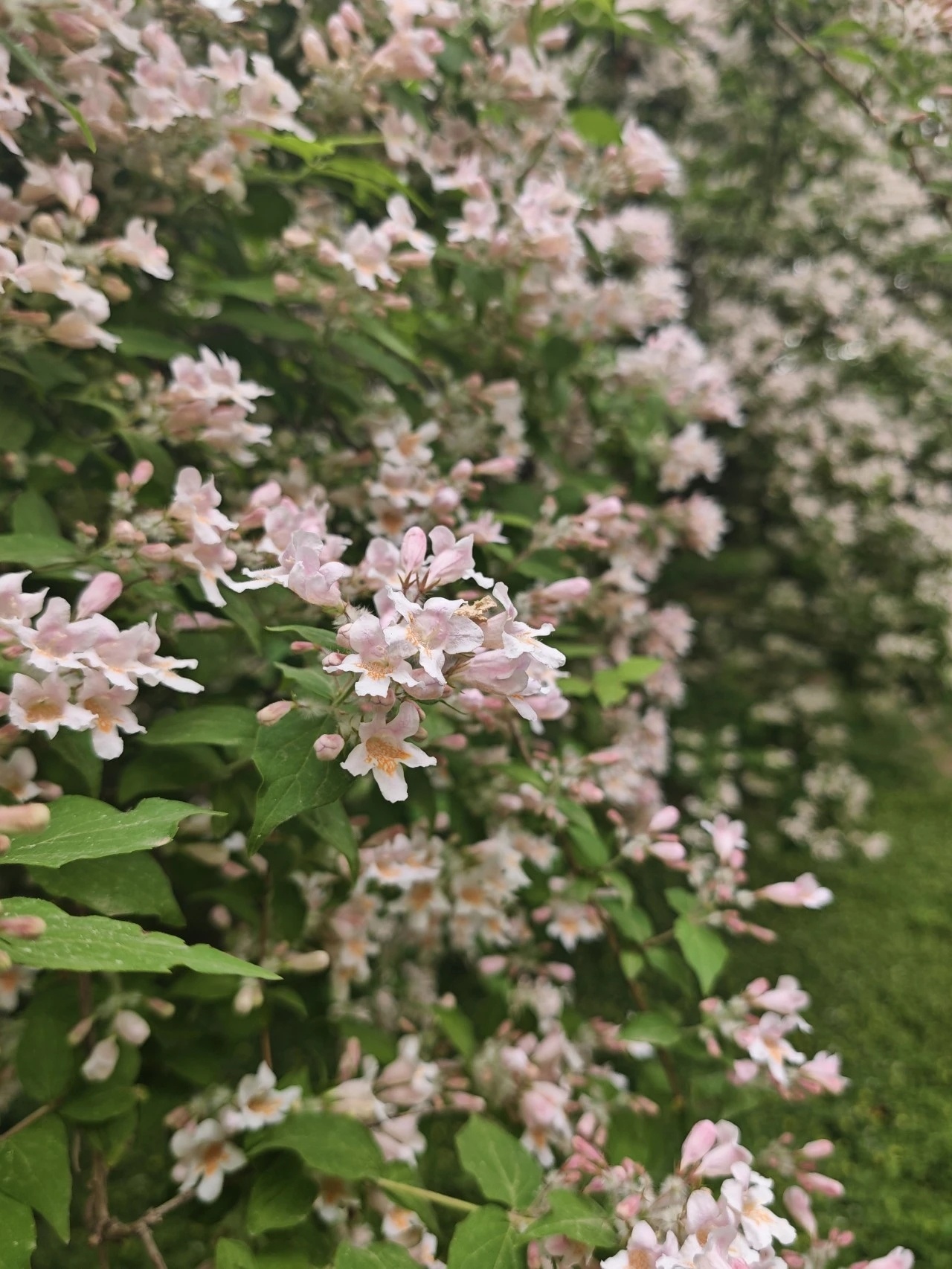 【石家庄多家公园出现猬实花瀑】石家庄春日繁花渐谢，猬实花却悄然盛放，为公园添上一