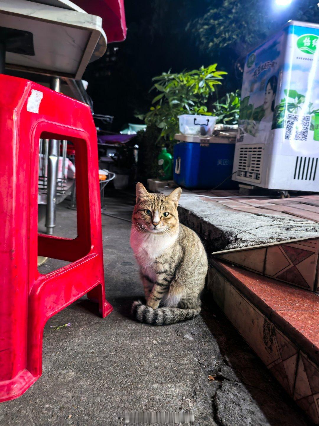 刚才吃完饭偶遇一只情绪非常稳定的“猫英俊”，老夫想要给他带回家，哈哈哈哈猫咪