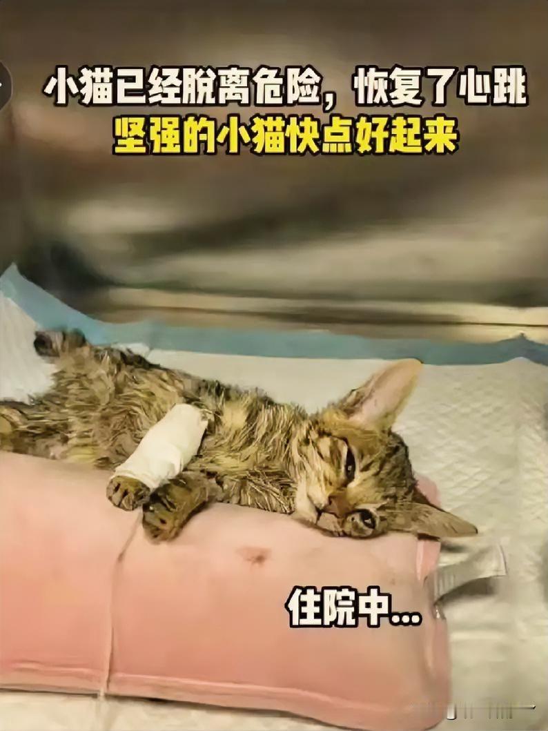 凌晨生死营救！被活埋的小猫，在兽医5小时竭力抢救下终获新生！

凌晨1点，广东惠