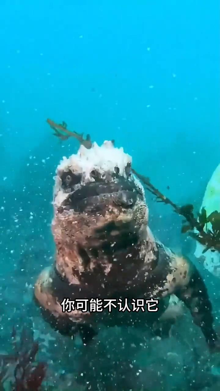 如果你在海里看到这个家伙先不要慌，因为它不会吃你，它只是想吃海里的草而已。它就是